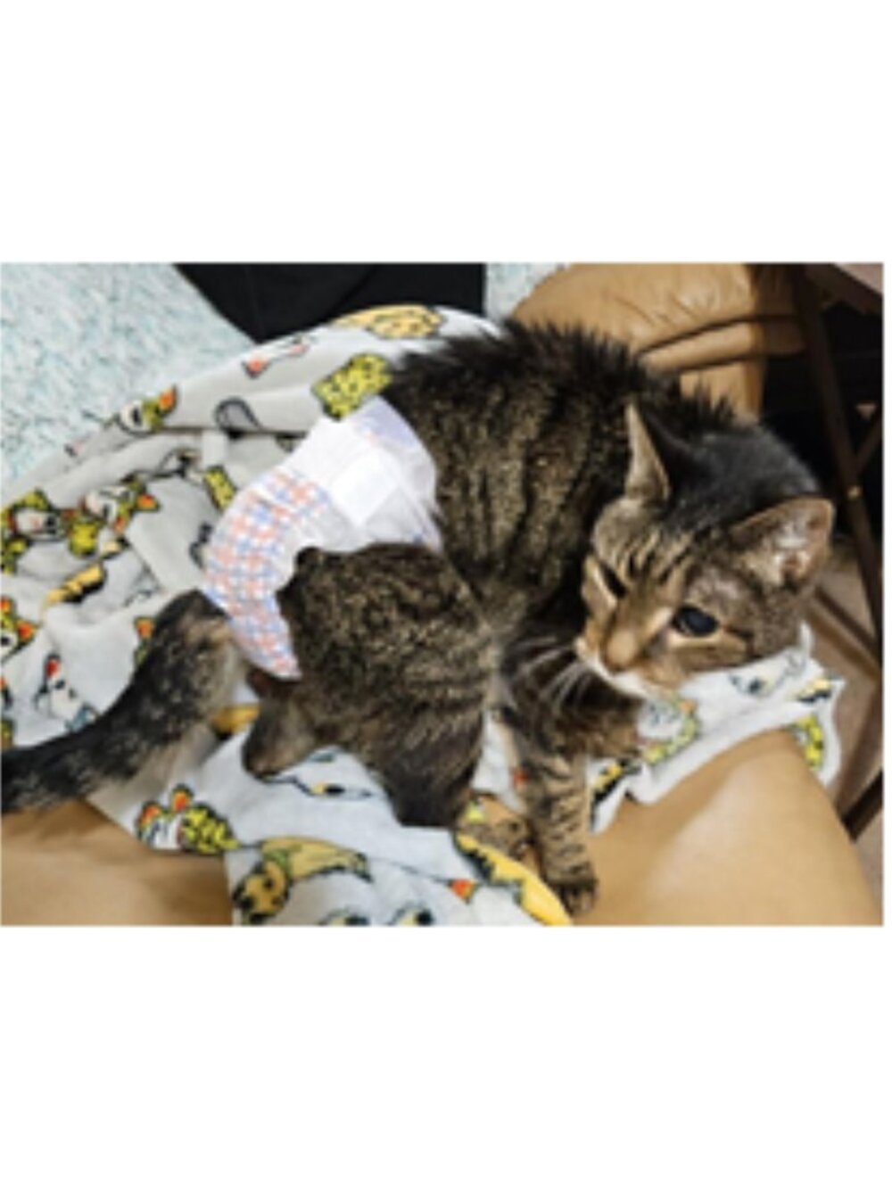 NWT ~ 2 Packages of Hartz Comfitables Cat Disposable Diapers, Size S, 7-11 lbs. - Picture 14 of 14